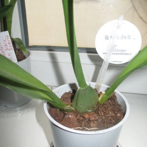Oncidium Twinkle alb fragrance CB1 - Img 3