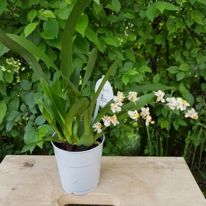 Oncidium Twinkle alb - Img 2