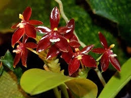 Phal. Cornu-Cervi var. Red X Phal. Lindenii - Img 3
