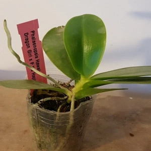 Phal. Hawai Dragon Girl X Phal. KS Happy Eagle FS - Img 2