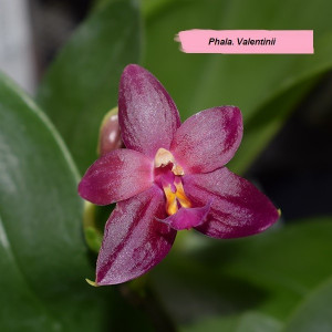 Phal Valentinii FS