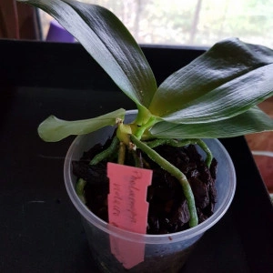 Phal. Violacea var. Sumatra 4N FS - Img 2