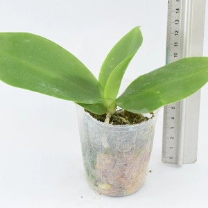 Phalaenopsis Brother Glory 'Long Fong' AM/AOS - Img 2