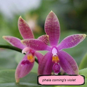 Phalaenopsis Corning's Violet - Img 2