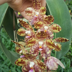 Phalaenopsis Gigantea NFS