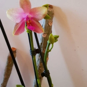 Phalaenopsis Liodoro 2T