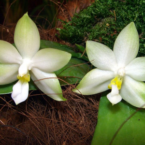 Phalaenopsis Violacea var. Alba FS