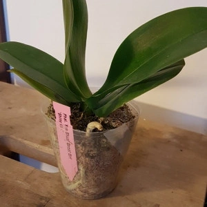 Phalaenopsis Yen Shuai Sweet Girl "Shiny Girl" FS - Img 2