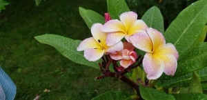 Plumeria Elsie