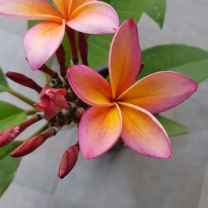 Plumeria Epic