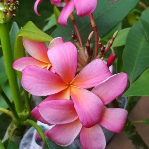 Plumeria Exotica