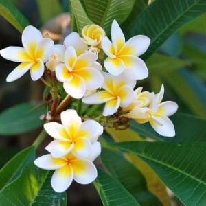 Plumeria Hawaiian - Img 2