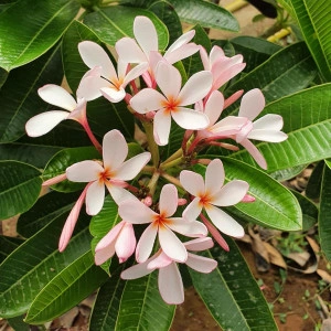 Plumeria Pink obtusa