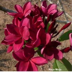 Plumeria Rojo Mojo