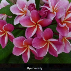 Plumeria Syncronicity