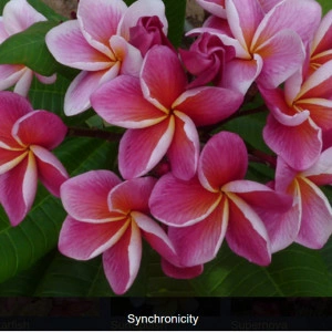 Plumeria Syncronicity