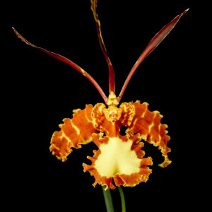 Psychopsis Mariposa Green Valley FS