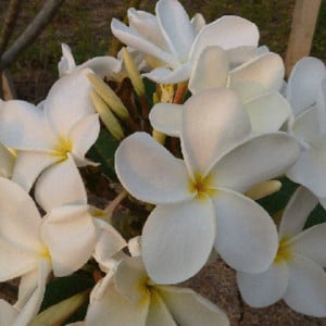Pumeria Ken's White