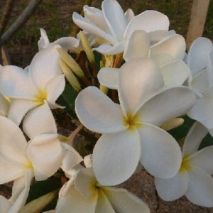 Pumeria Ken's White