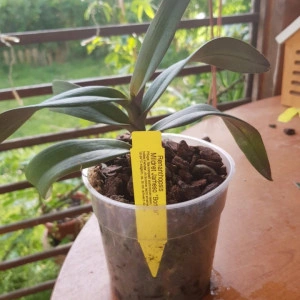 renanthopsis mildred jameson "bonsall" HCC/AOS - Img 3