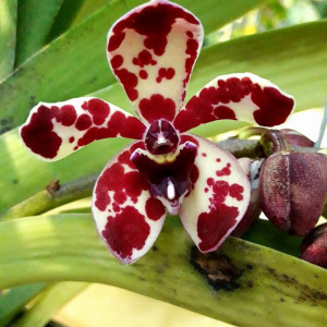 Rhynvandopsis Memory Mary Nattrass x Rhy. gigantea