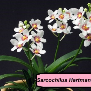 Sarcochilus Hartmannii FS