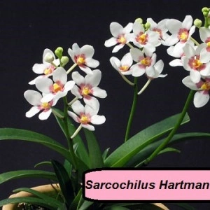 Sarcochilus Hartmannii FS