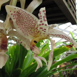 Stanhopea Oculata NFS