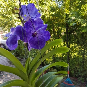 Vanda Blue Magic SS1 - Img 2