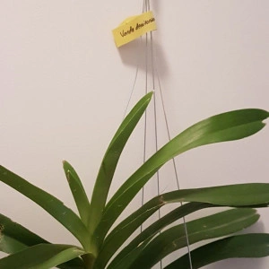 Vanda Denisoniana X xself w1 FS - Img 3