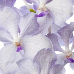 Vanda Kanchana Lavender Mist - Img 2