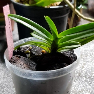Vanda Pumila FS - Img 2