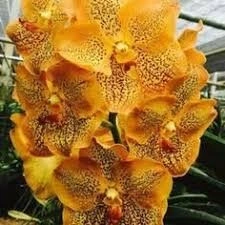 Vanda Sanchai Gold