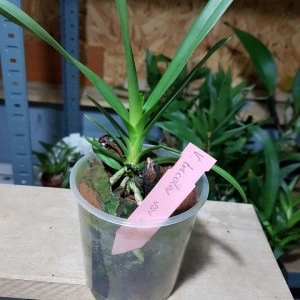 Vanda Tricolor var. Suavis - Img 2