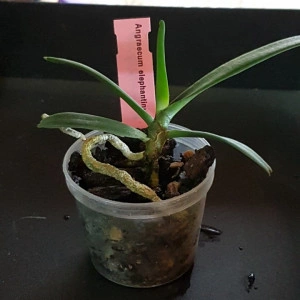 Angraecum Elephantinum FS - Img 3