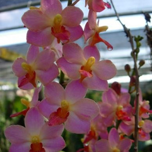 Ascovandoritis Prapin pink orange lip