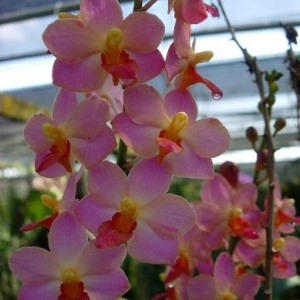 Ascovandoritis Prapin pink orange lip