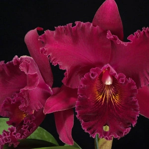 BLC Chia Lin New City, seedling