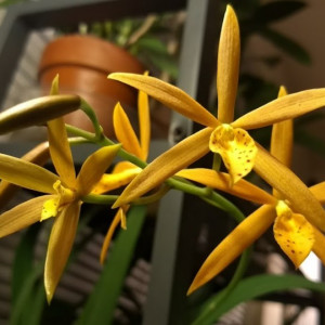 Blc. Golden Peacock FS