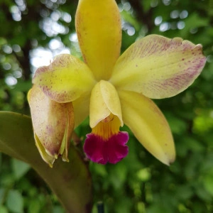 Cattleya crem+roz inchis - Img 2