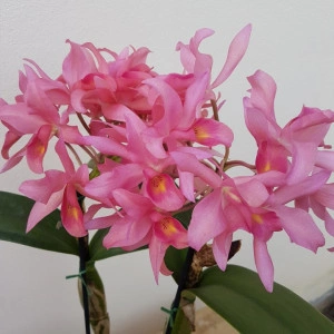 Cattleya Guatemalensis - Img 4