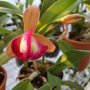 Cattleya roz degrade