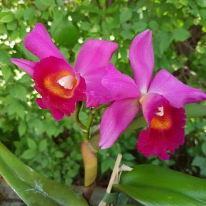 Cattleya - Img 3
