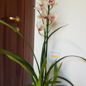 Cymbidium 1T - Img 2