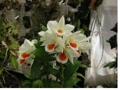 Dendrobium Dawn Maree x Dendrobium Formosanum w1 FS