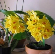 Dendrobium Sulcatum