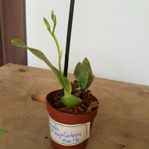 Encyclia campylostalix - Img 2