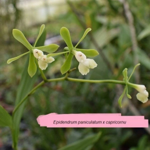 Epidendrum Paniculatum