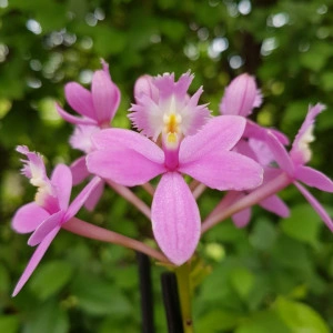 Epidendrum Radicans Rose Toeffe