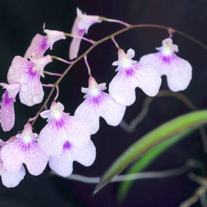Ionopsis Utriculata